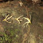 Xylopia cupularis Bark
