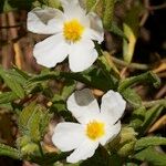 Cistus inflatus ശീലം