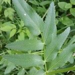 Sium latifolium Hoja