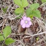 Rubus arcticus Blomma