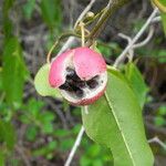 Capparis quiniflora Fruto