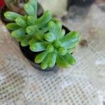 Sedum allantoides Lapas