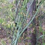 Cissus quaddrangularis Tervik taim