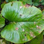 Cardiocrinum giganteum Foglia