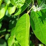 Capparis micracantha Hoja