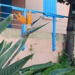 Strelitzia reginaeFlower