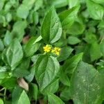 Calyptocarpus vialis 花