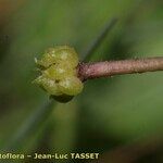 Ranunculus ololeucos Bark