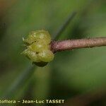 Ranunculus ololeucos Corteza