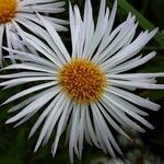 Erigeron speciosus Çiçek