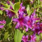Rhododendron trichanthum Flower
