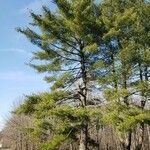 Pinus strobus Pokrój