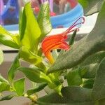 Columnea hirta Flower