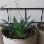 Aloe broomii Leaf