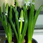 Muscari botryoides عادت داشتن