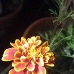 Tagetes patulaFlower