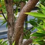 Psidium salutare Corteza