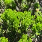 Erica azorica Fuelha