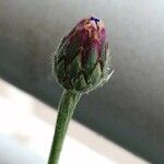 Klasea nudicaulis Kwiat