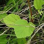 Malva trimestris 叶