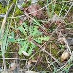 Taraxacum braun-blanquetii Leaf