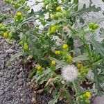 Senecio vulgaris Hábito