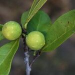 Ficus cyathistipula Frucht