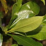 Gordonia fruticosa Leht