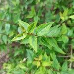 Abelia × grandiflora Leaf