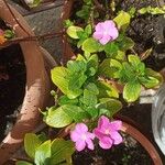 Catharanthus roseusKwiat