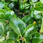 Ligustrum japonicum Leaf