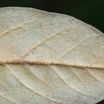 Rhododendron haematodes Blad