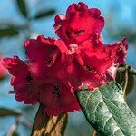 Rhododendron beanianum 花