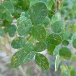 Cytisophyllum sessilifolium Blad