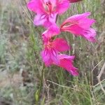 Gladiolus italicusFlower