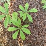 Rodgersia aesculifolia Foglia