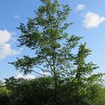 Ulmus rubra Habit