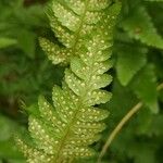 Dryopteris cristata Yaprak