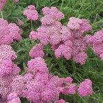 Achillea distans പുഷ്പം