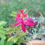 Epidendrum ibaguense Virág