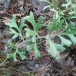 Tanacetum cinerariifolium Hoja