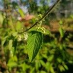 Lippia origanoides Лист