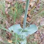 Blackstonia perfoliata ഇല