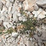 Ononis pusilla Hoja