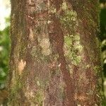 Eperua rubiginosa Corteza