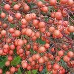 Nandina domestica Fruit