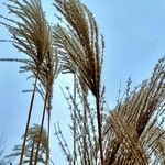 Miscanthus sinensis Fruto