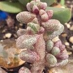 Sedum furfuraceum Blatt