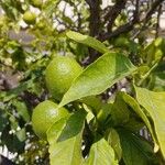 Citrus × limon Meyve