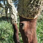 Quercus suber Bark